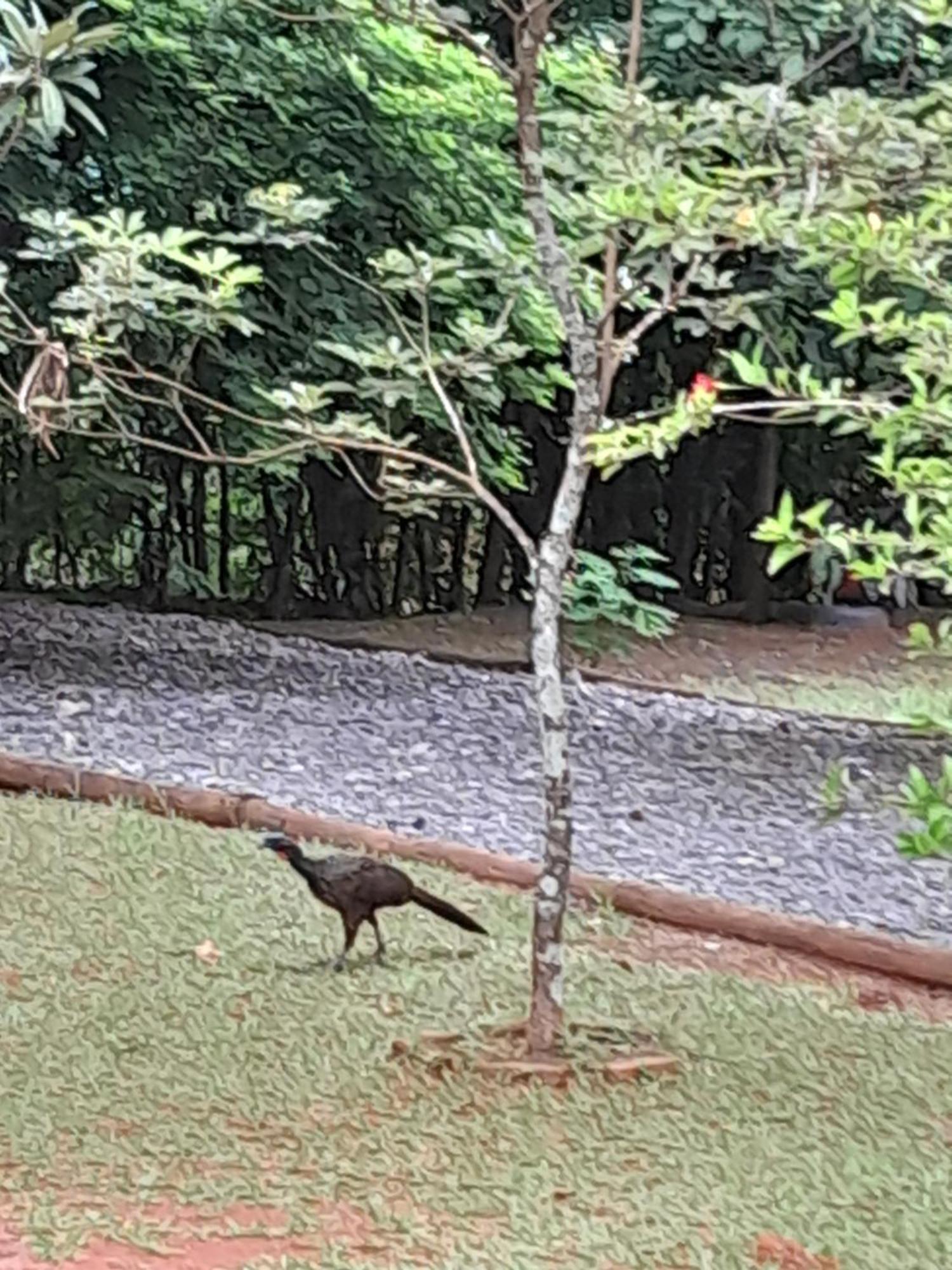 Chales Recanto Das Seriemas São Roque de Minas Esterno foto